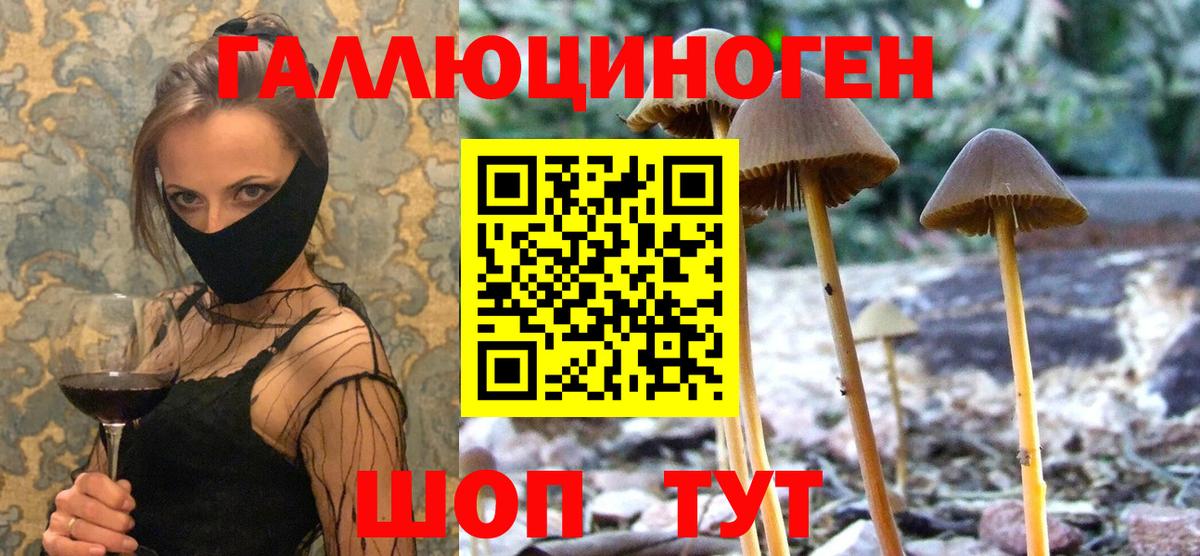 Горячий Ключ  купить наркотик  Псилоцибиновые грибы мицелий  Вход с VPN  Галлюциногенные грибы GOLDEN TEACHER 